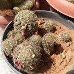 Mammillaria prolifera Hostoa