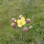 Brassica fruticulosa Blüte