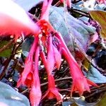 Fuchsia fulgens പുഷ്പം