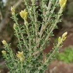 Genista canariensis Deilen