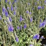 Veronica spicata Habit