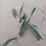 Pancratium maritimum Leaf