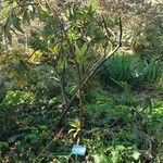 Rhododendron arboreum Habitat