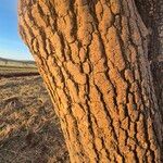 Balanites aegyptiaca Bark