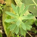 Euphorbia glareosa Leaf