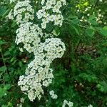 Spiraea × vanhoutteiFlor