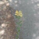 Genista hispanicaBlomst