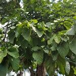 Pterygota brasiliensis 葉