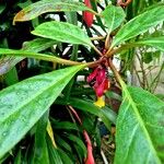Drymonia coccinea Hoja