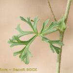 Malva aegyptia Drugo