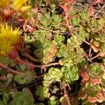 Sedum oreganum Ліст