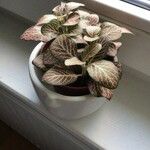 Fittonia albivenisLeaf