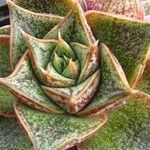 Echeveria purpusiorum Leaf