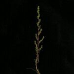 Artemisia stricta Hábitos