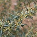 Xanthium spinosum Blatt