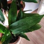 Aspidistra sichuanensis Hoja