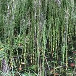 Equisetum fluviatile Lapas