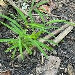 Leersia virginica Habit