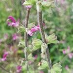 Salvia hierosolymitana Fruit