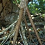 Pandanus furcatus Alia