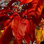 Oxydendrum arboreum 叶