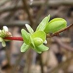 Salix purpurea Листок