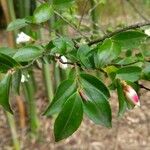 Camellia lutchuensis Leaf