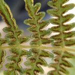 Pteridium capense 葉