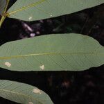 Swartzia grandifolia Лист