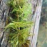 Myriophyllum verticillatum Foglia