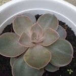 Echeveria gibbiflora 葉