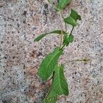 Xenostegia tridentata Blad