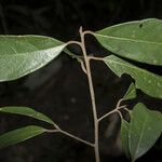 Aniba panurensis Frunză