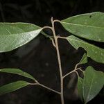 Aniba panurensis Leaf