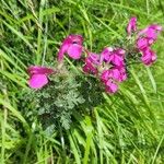 Pedicularis gyroflexa Flower