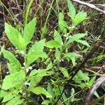 Lycopus uniflorus Blomst