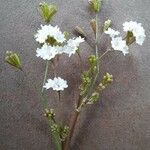Boerhavia erecta फूल