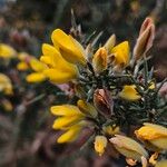 Ulex europaeus Floare