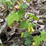 Ribes americanum List