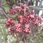 Leea guineensis Flower