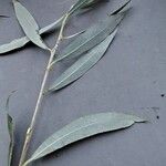 Salix purpurea Blad