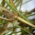 Stuckenia pectinata Fruit