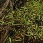 Capparis parvifolia Hábito