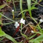 Striga gesnerioides Blüte