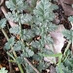 Erodium cicutarium Лист