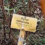 Pyrus salicifolia Other