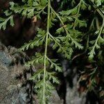 Asplenium cuneifolium Blatt