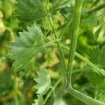 Pimpinella anisum Leaf