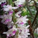 Rhynchostylis retusa Flower