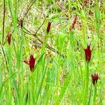 Carex caryophyllea Habit